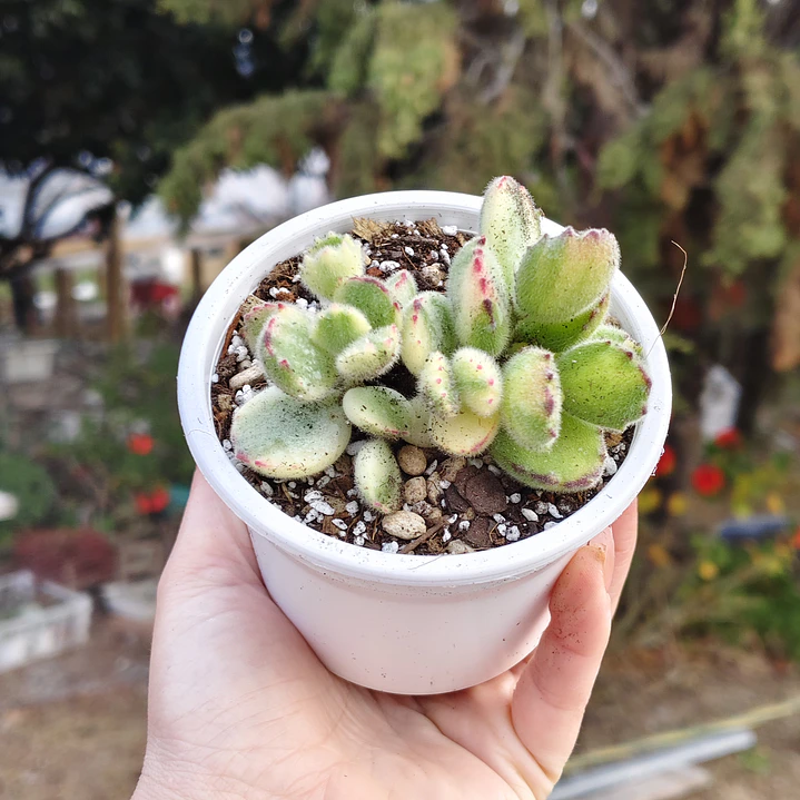Cotyledon Tormentosa Variegada (Garrita de oso variegada) 6