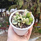 Cotyledon Tormentosa Variegada (Garrita de oso variegada) - Miniatura 6
