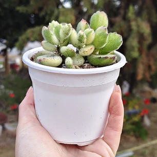 Cotyledon Tormentosa Variegada (Garrita de oso variegada)