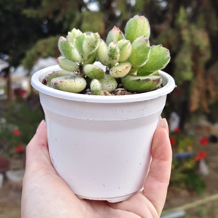 Cotyledon Tormentosa Variegada (Garrita de oso variegada) 1