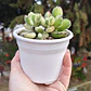 Cotyledon Tormentosa Variegada (Garrita de oso variegada) - Miniatura 1