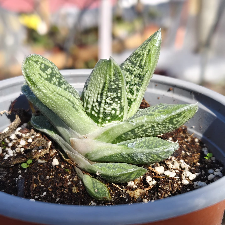 Gasteria batesiana 