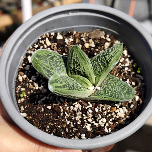 Gasteria batesiana 