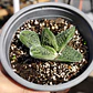 Gasteria batesiana 