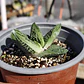 Gasteria batesiana 