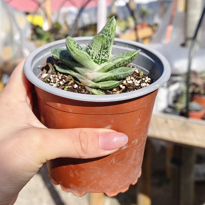 Gasteria batesiana 