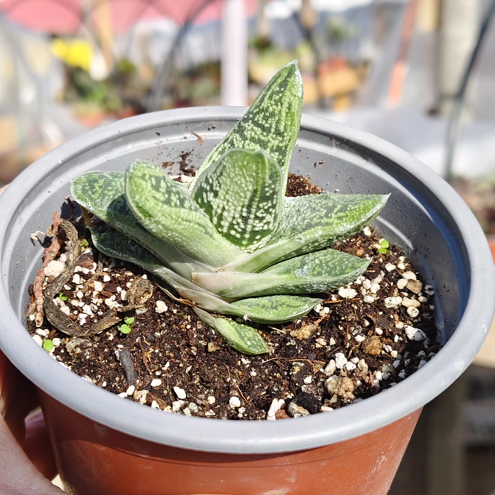 Gasteria batesiana 