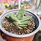 Gasteria batesiana 