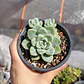 Echeveria Albida  - Miniatura 1