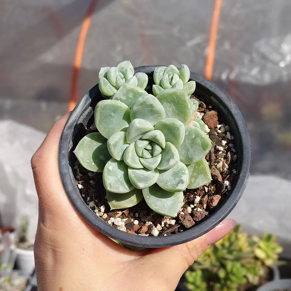 Echeveria Albida  1