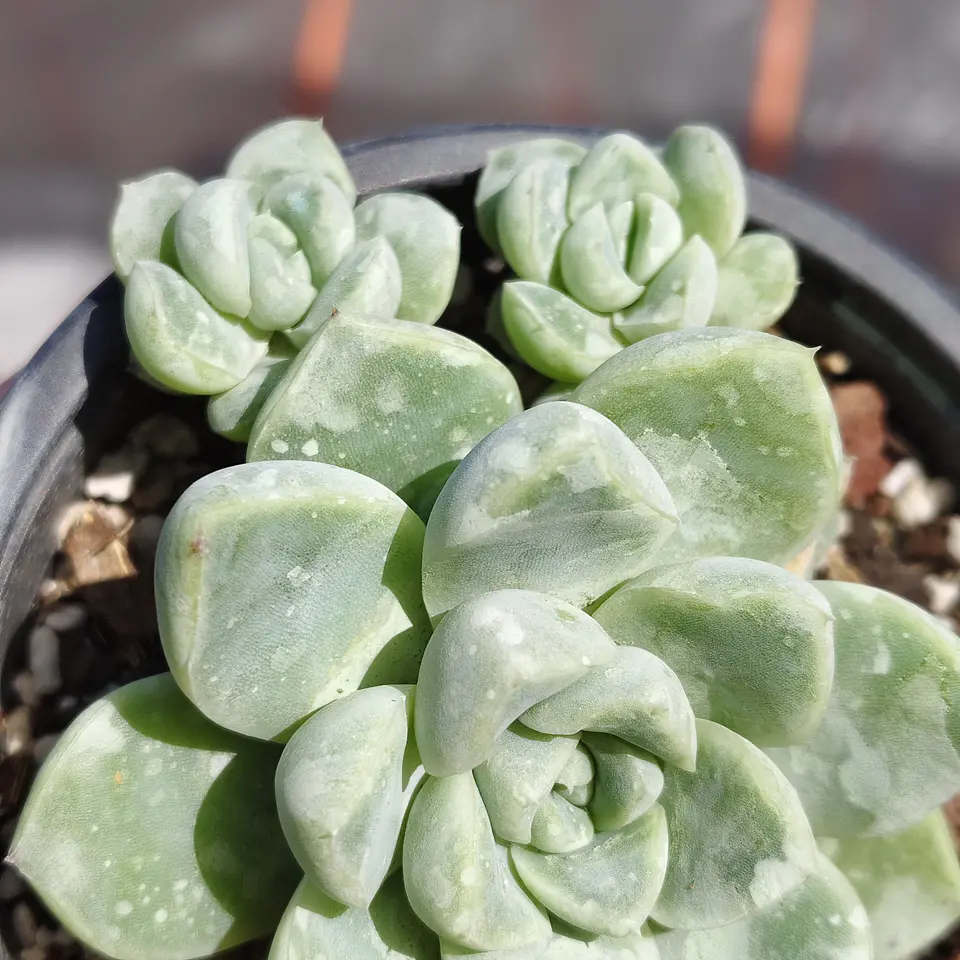 Echeveria Albida  2