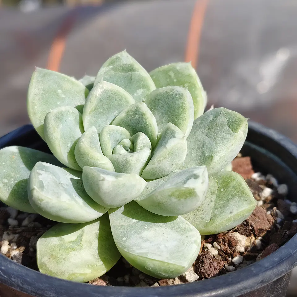 Echeveria Albida  3