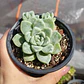 Echeveria Albida  - Miniatura 4
