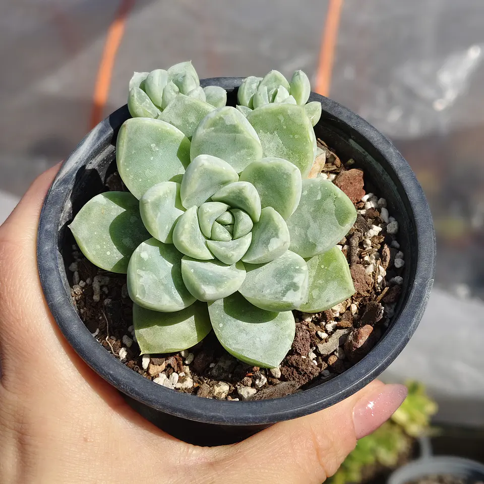 Echeveria Albida  4