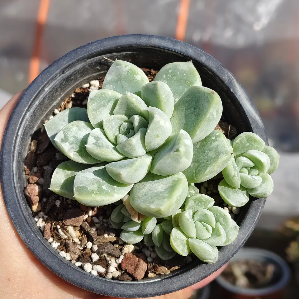 Echeveria Albida  5