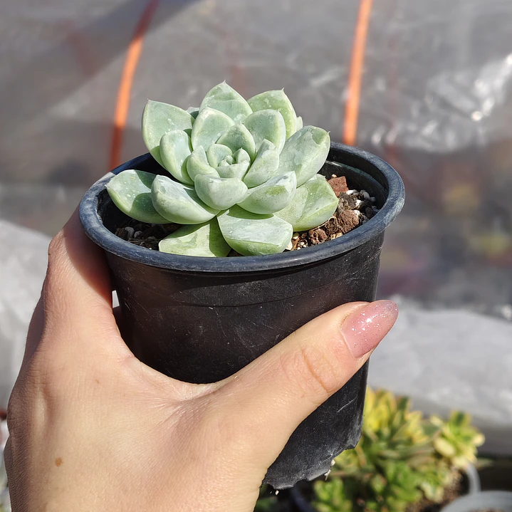 Echeveria Albida  6