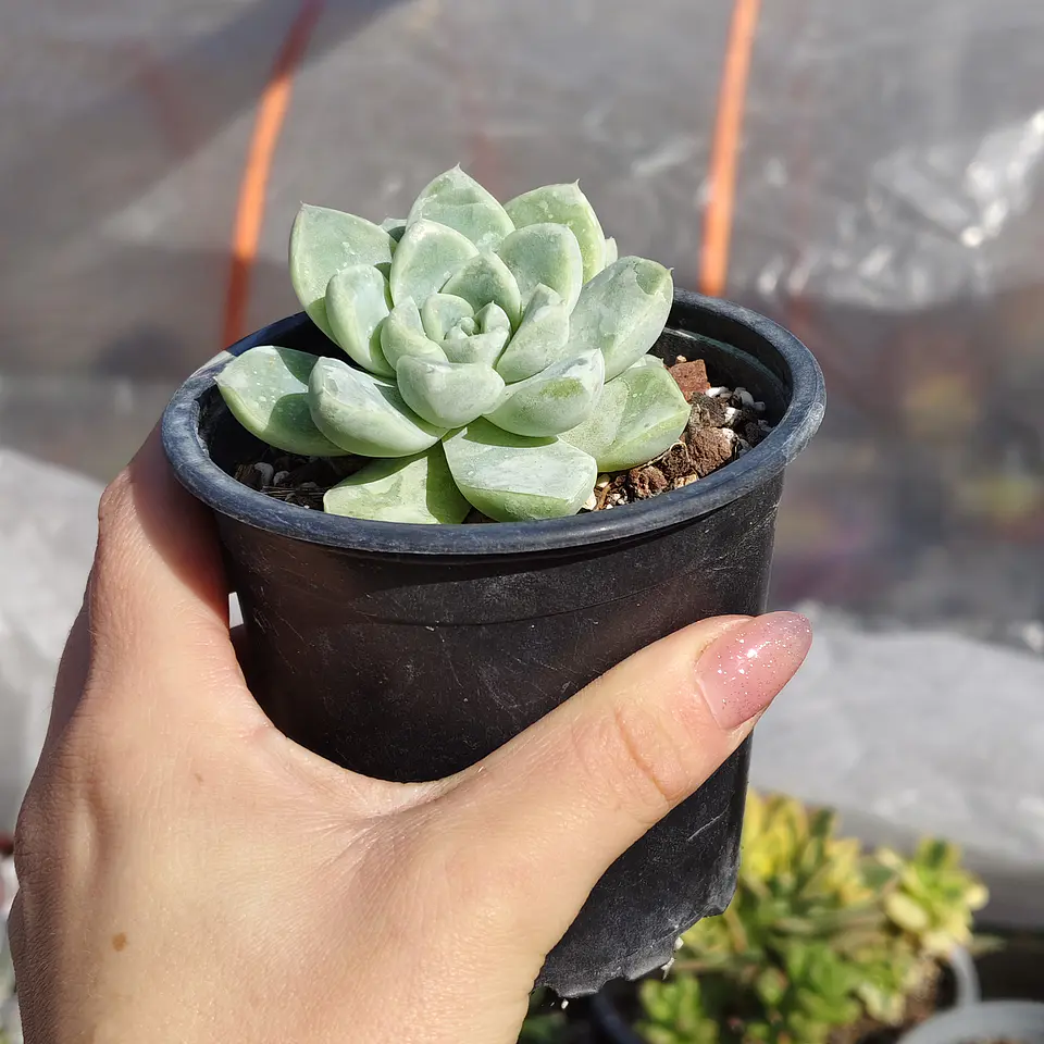 Echeveria Albida  6