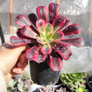 Aeoinum Medusa 