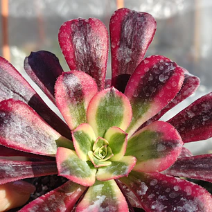 Aeoinum Medusa 