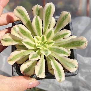 Aeonium arboreum Variegado 