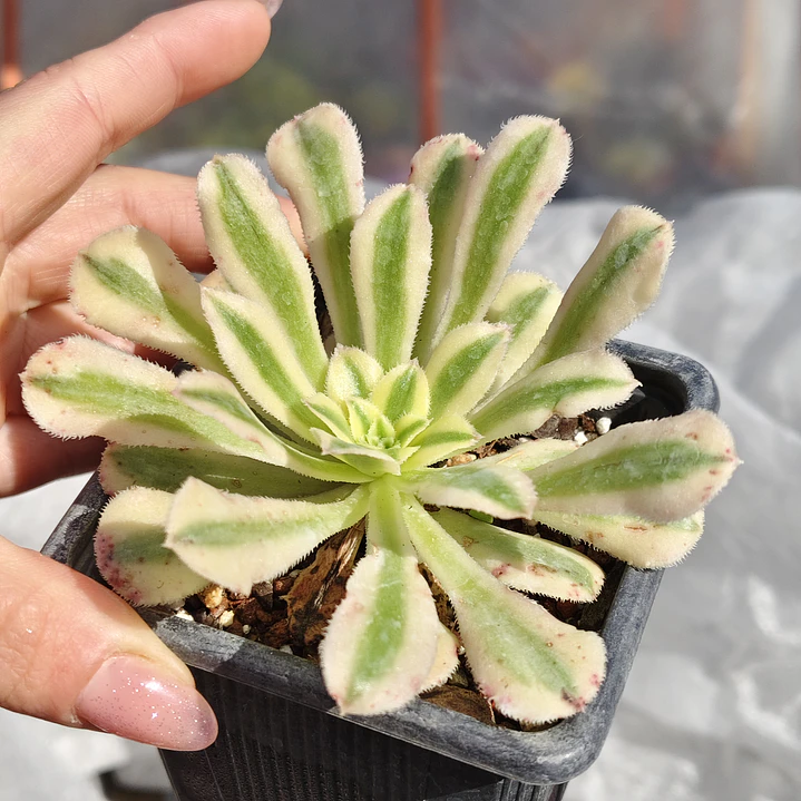 Aeonium arboreum Variegado  2