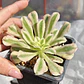 Aeonium arboreum Variegado  - Miniatura 2