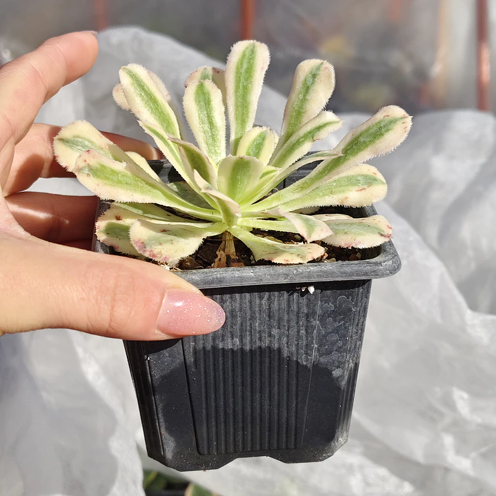 Aeonium arboreum Variegado  3