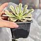 Aeonium arboreum Variegado  - Miniatura 3