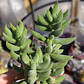 Crassula mesembryanthemoides - Miniatura 1