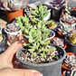 Crassula mesembryanthemoides - Miniatura 2