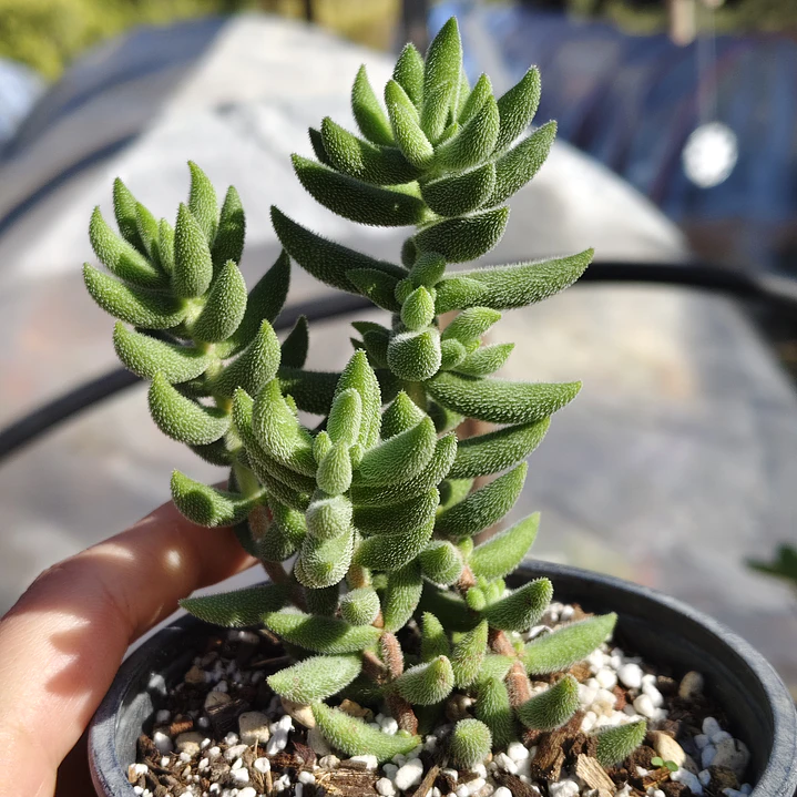Crassula mesembryanthemoides 3