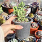 Crassula mesembryanthemoides - Miniatura 4