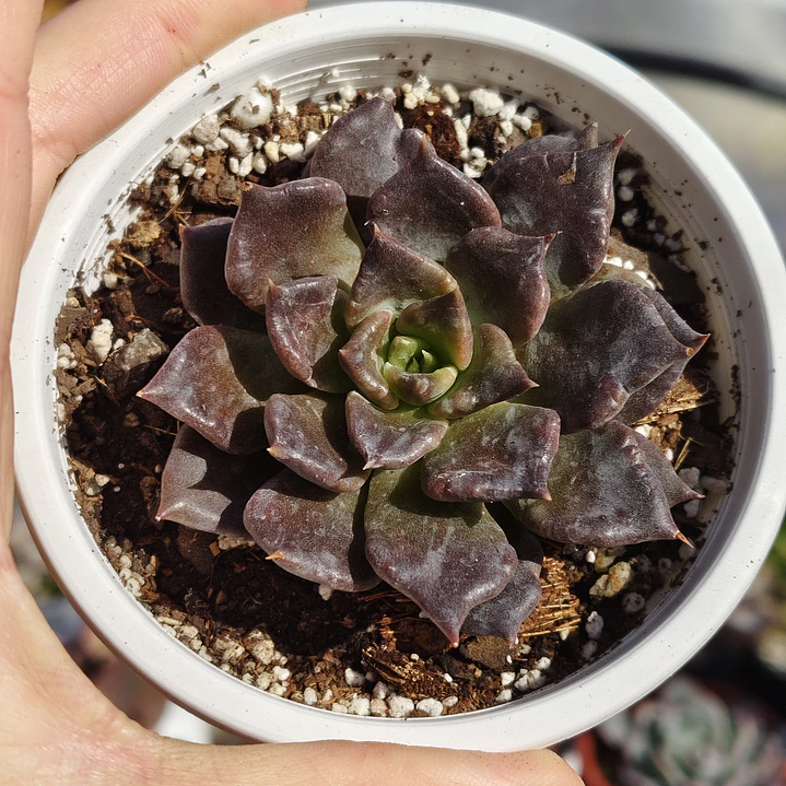 Echeveria Superbowl 1