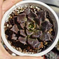 Echeveria Superbowl - Miniatura 1
