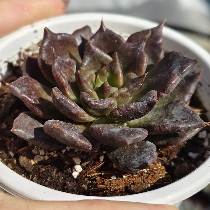 Echeveria Superbowl 2