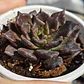 Echeveria Superbowl - Miniatura 2