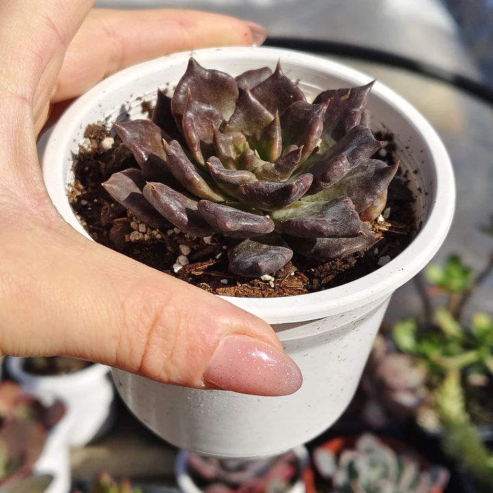 Echeveria Superbowl 3