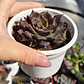 Echeveria Superbowl - Miniatura 3
