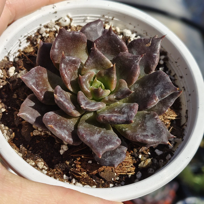 Echeveria Superbowl 4