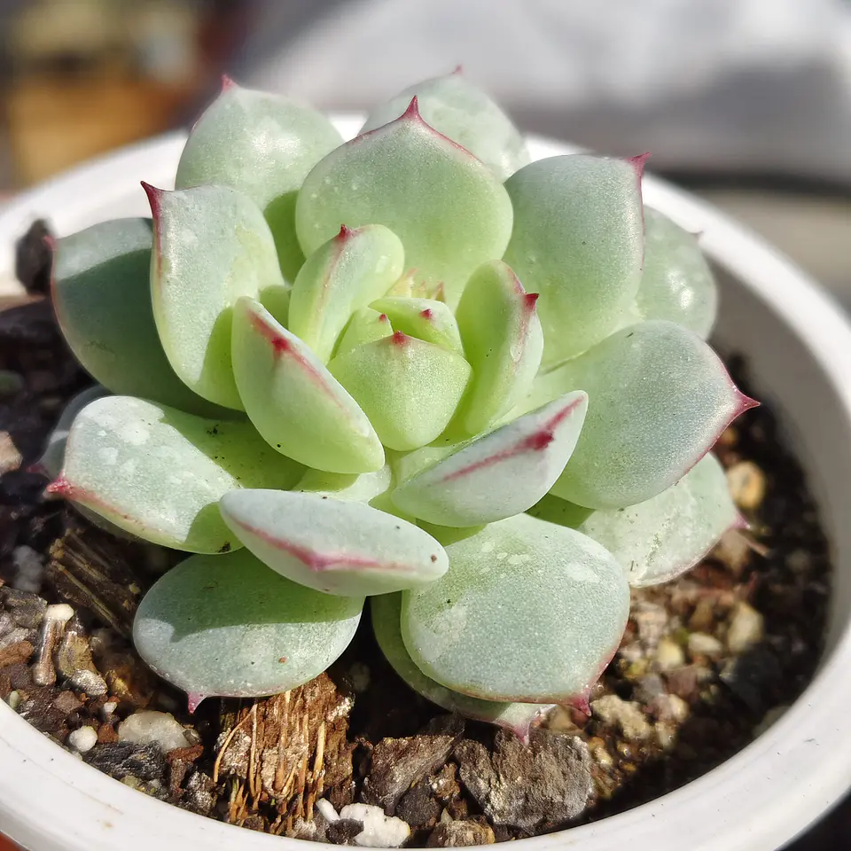 Echeveria Captain Hay 1