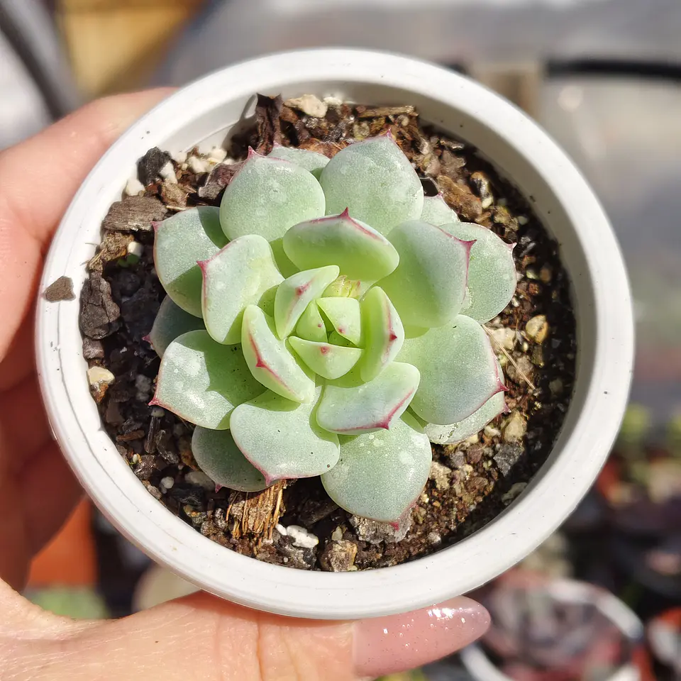 Echeveria Captain Hay 2