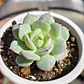 Echeveria Captain Hay - Miniatura 3