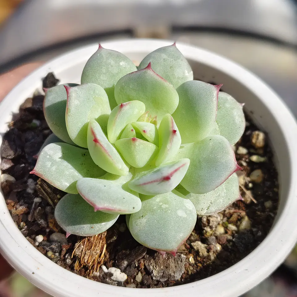 Echeveria Captain Hay 3