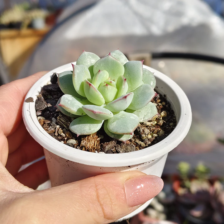 Echeveria Captain Hay 4