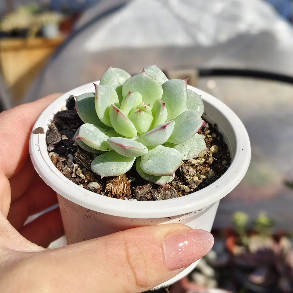 Echeveria Captain Hay 4
