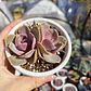 Echeveria Perle Von Nurnberg - Miniatura 5