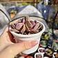 Echeveria Perle Von Nurnberg - Miniatura 6
