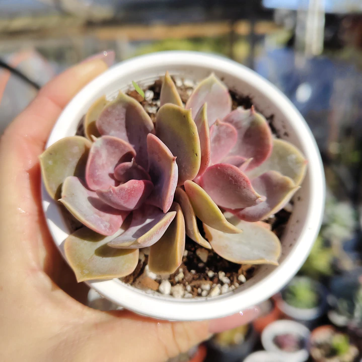Echeveria Perle Von Nurnberg 4