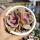 Echeveria Perle Von Nurnberg - Miniatura 4