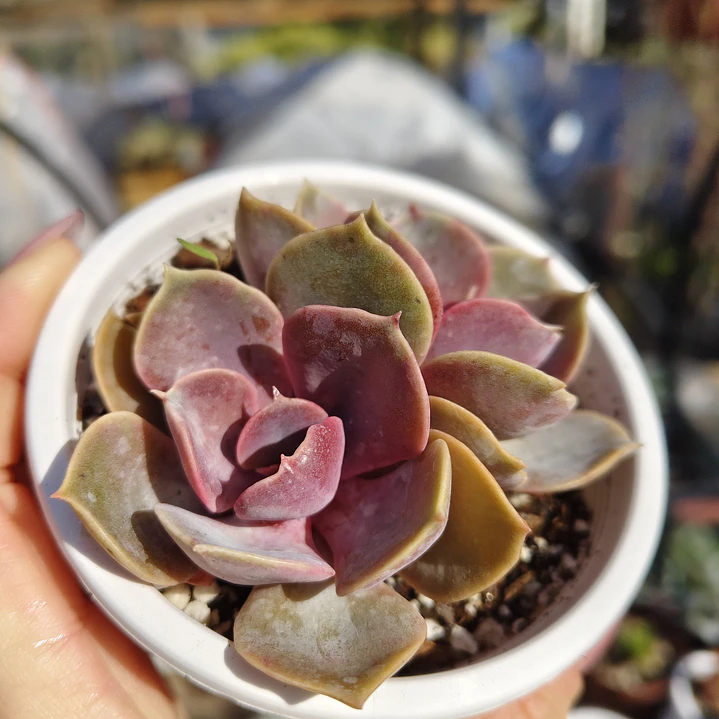 Echeveria Perle Von Nurnberg 7